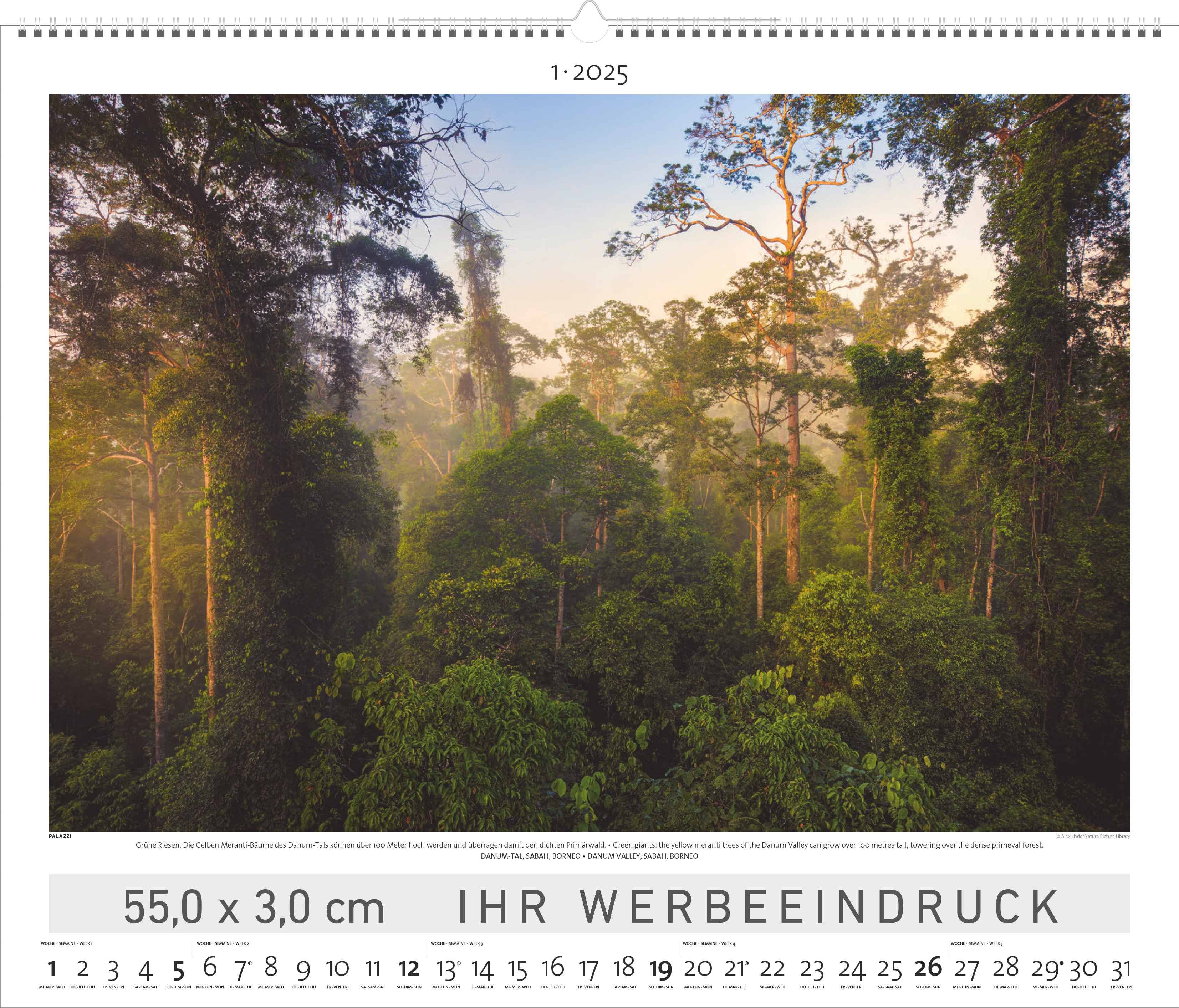 Regenwald | RAINFOREST